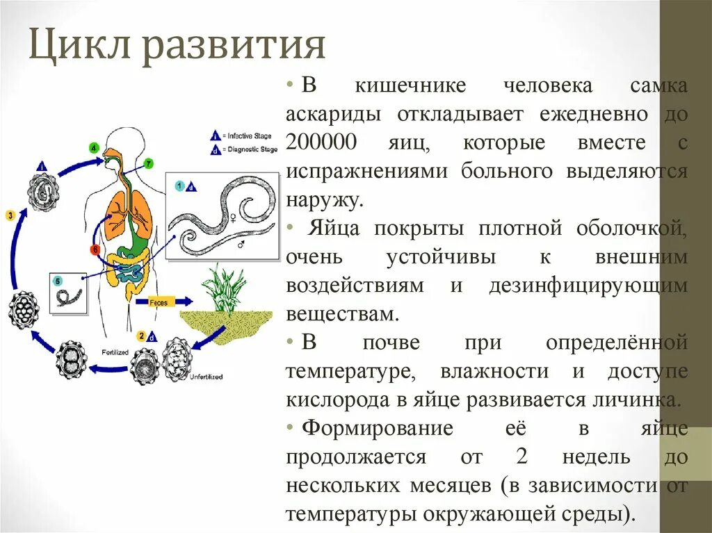 Цикл развития аскариды человеческой. Схема развития аскариды 7 класс. Цикл развития аскариды схема с описанием. Цикл развития аскариды медицина.