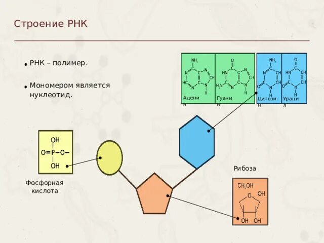 Строение мономера РНК. РНК полимер. Нуклеотид. Строение РНК количество цепей мономеров.