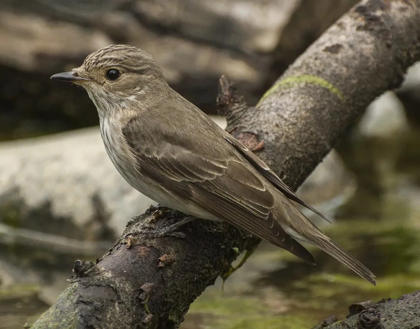 Как обитает серая птица. Серая мухоловка птица. Серая мухоловка (Muscicapa striata). Мухоловка обыкновенная птица. Мухоловки и пеночки.