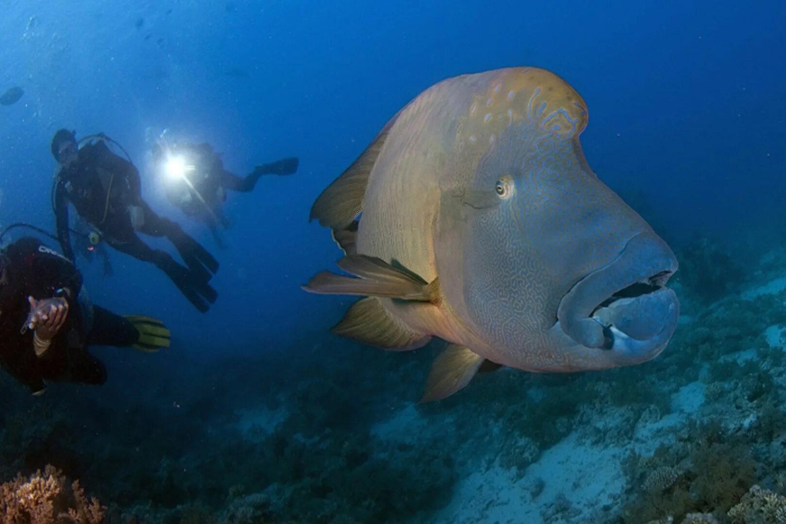 групер морской окунь. пятнистый групер. групер голиаф рыба. огромная рыба в море. двухцветная шишколобая рыба попугай.