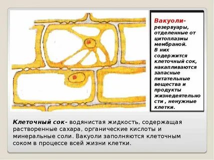 Вещества клетки накапливаются