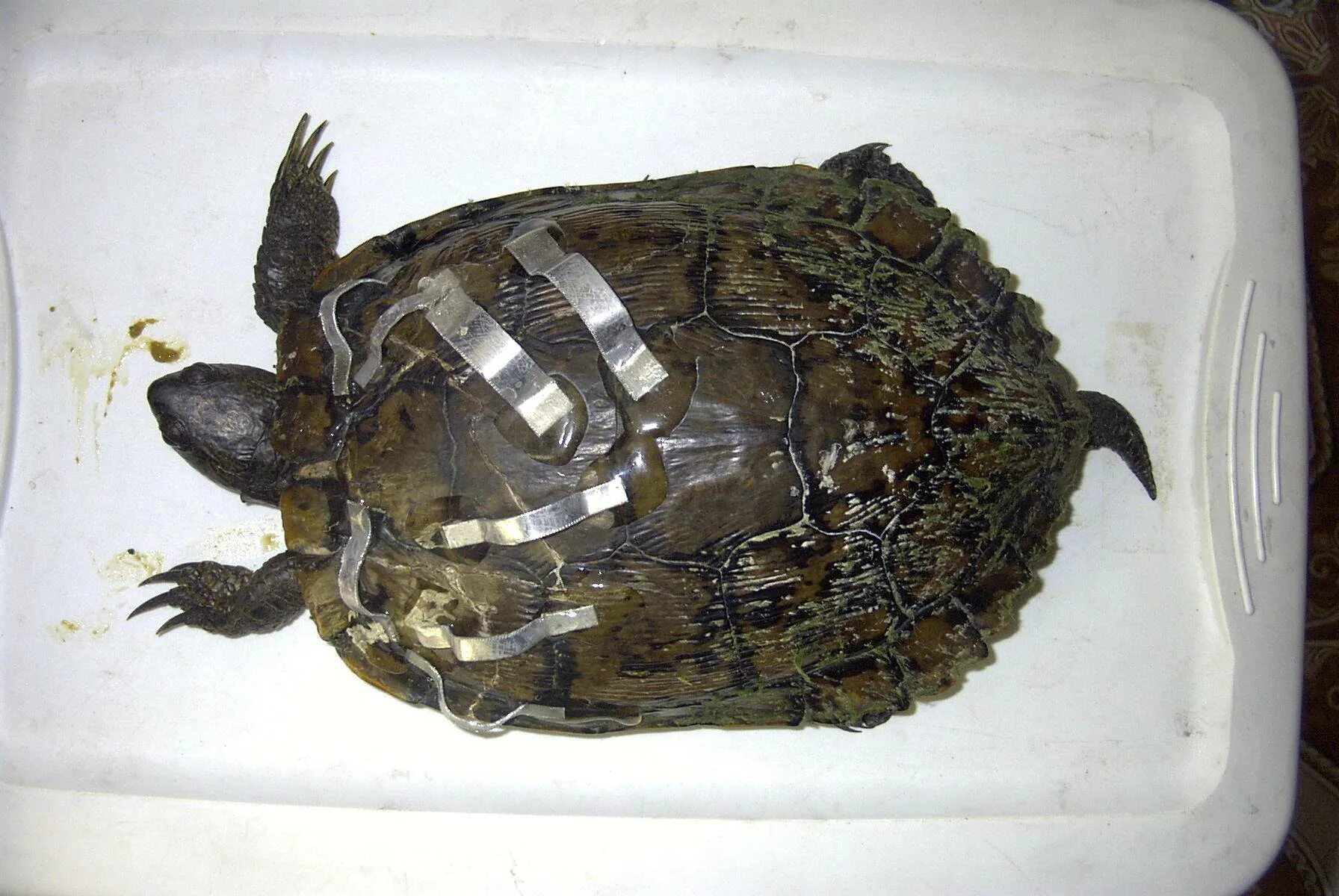Красноухая водоплавающая черепаха. Красноухая черепаха 30 см. Красноухая черепаха 2 лампы. Здоровая красноухая черепаха.