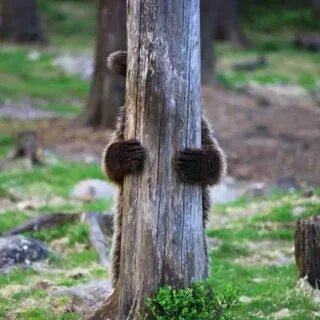 Медведь спрятался