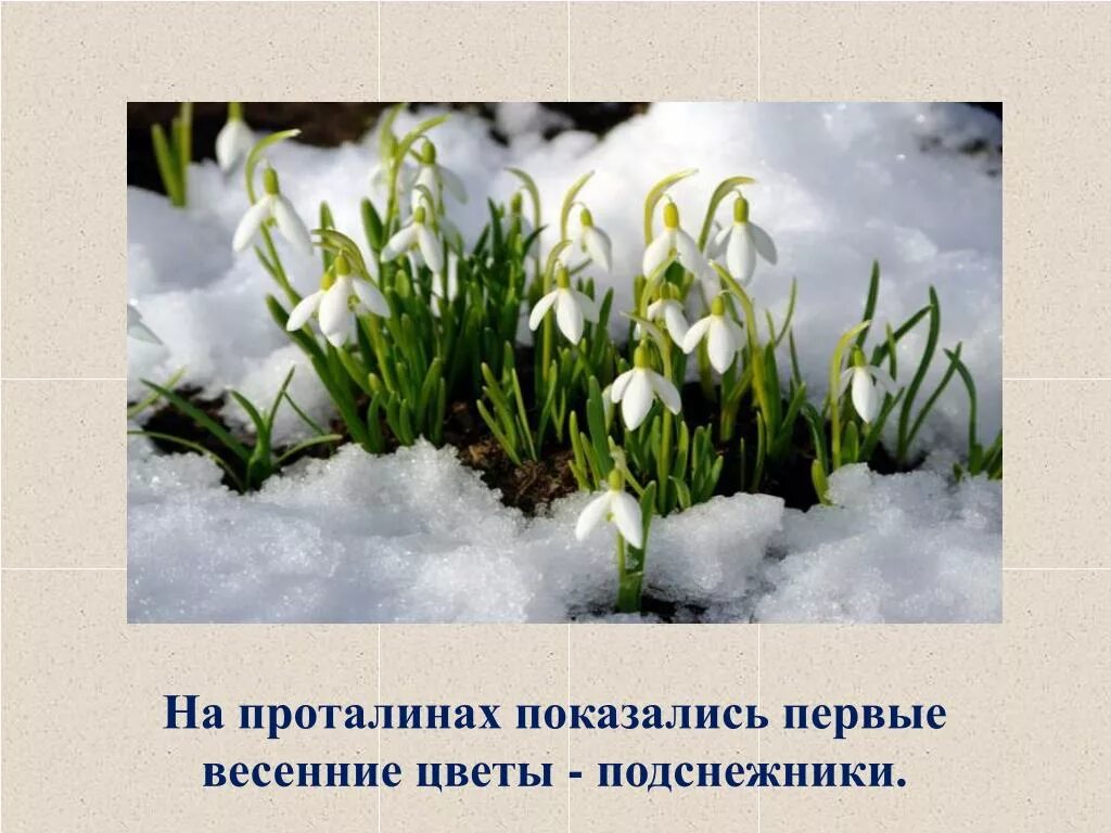 Только показались первые нежно белые головки подснежников. Пробуждение весны. На проталинках показались ранние весенние цветы. Весенние цветы на проталинах весенних. На проталинах показались ранние весенние цветочки.