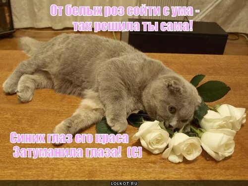Розы сойти с ума. Белые розы прикол. юмор про розы.