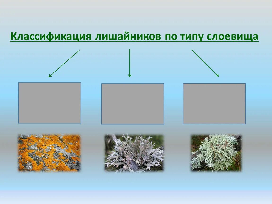 Типы слоевищ лишайников. Основные типы слоевища лишайников. Систематика лишайников. Типы лишайников по форме слоевища.