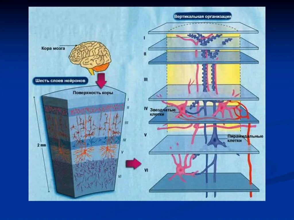 6 Слоев коры больших полушарий. Клетки различных слоев коры головного мозга схема. Слои новой коры больших полушарий головного мозга.