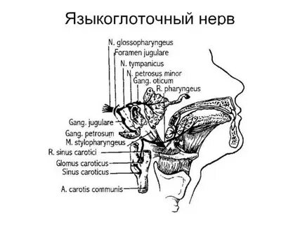 9 нерв