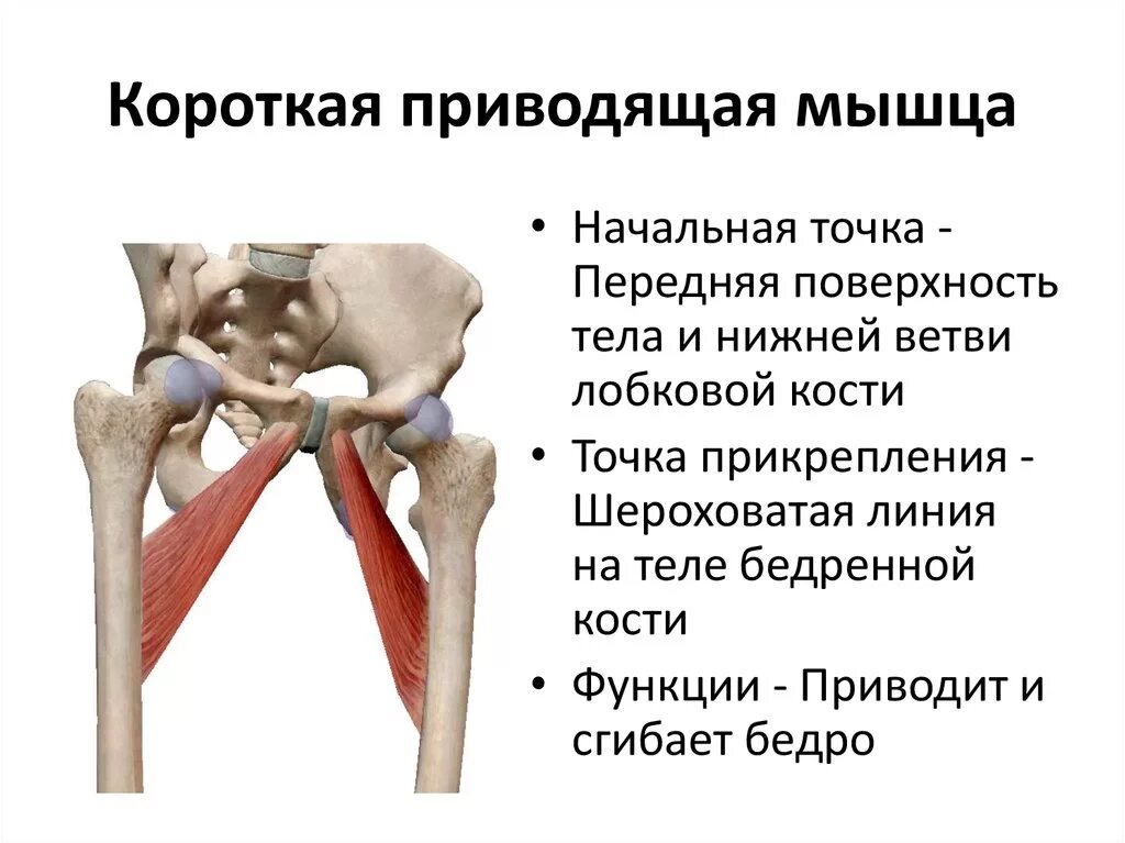 Приводящие латынь. Приводящие мышцы бедра анатомия крепления. Приводящие мышцы бедра функции. Короткая приводящая мышца бедра начало и прикрепление. Длинная приводящая мышца бедра анатомия.