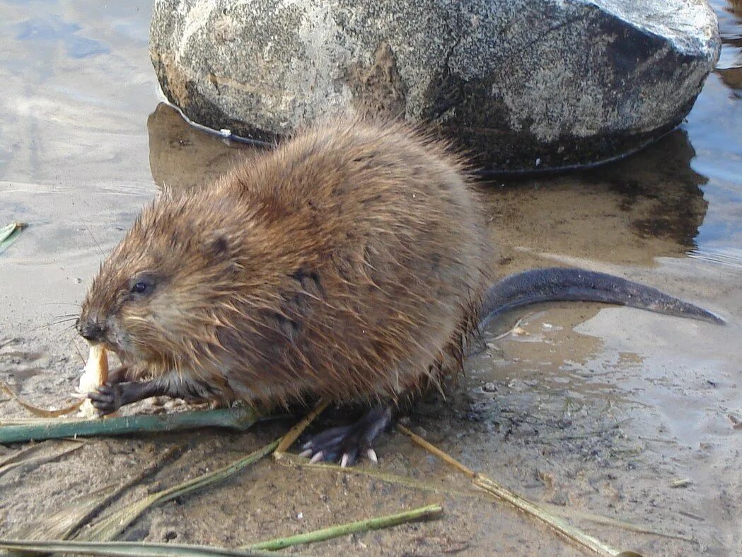 Ондатра мускусная. Ондатра (Ondatra zibethicus). Ондатра Речная крыса. Ондатра мускусная крыса. Ондатра можно