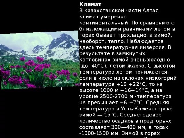 Климат республики алтай. Золотые горы алтая климат. Климатические пояса алтайских гор. Климатическая карта алтая. Климатические пояса алтайских гор.