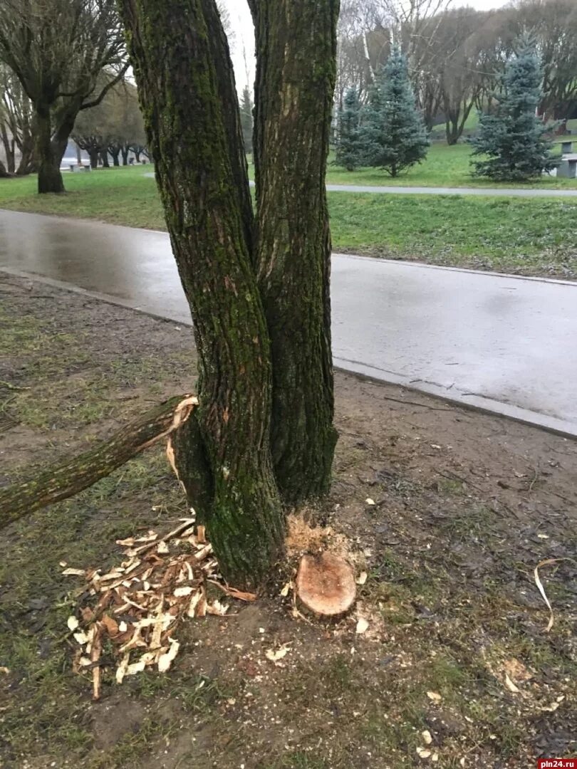 Vs tree