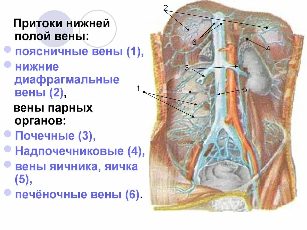 Нижняя полая вена печеночная вена. Венозная система нижняя полая Вена. Нижняя полая Вена образована слиянием. Образование нижней полой вены. Система верхней полой вены система нижней полой вены.