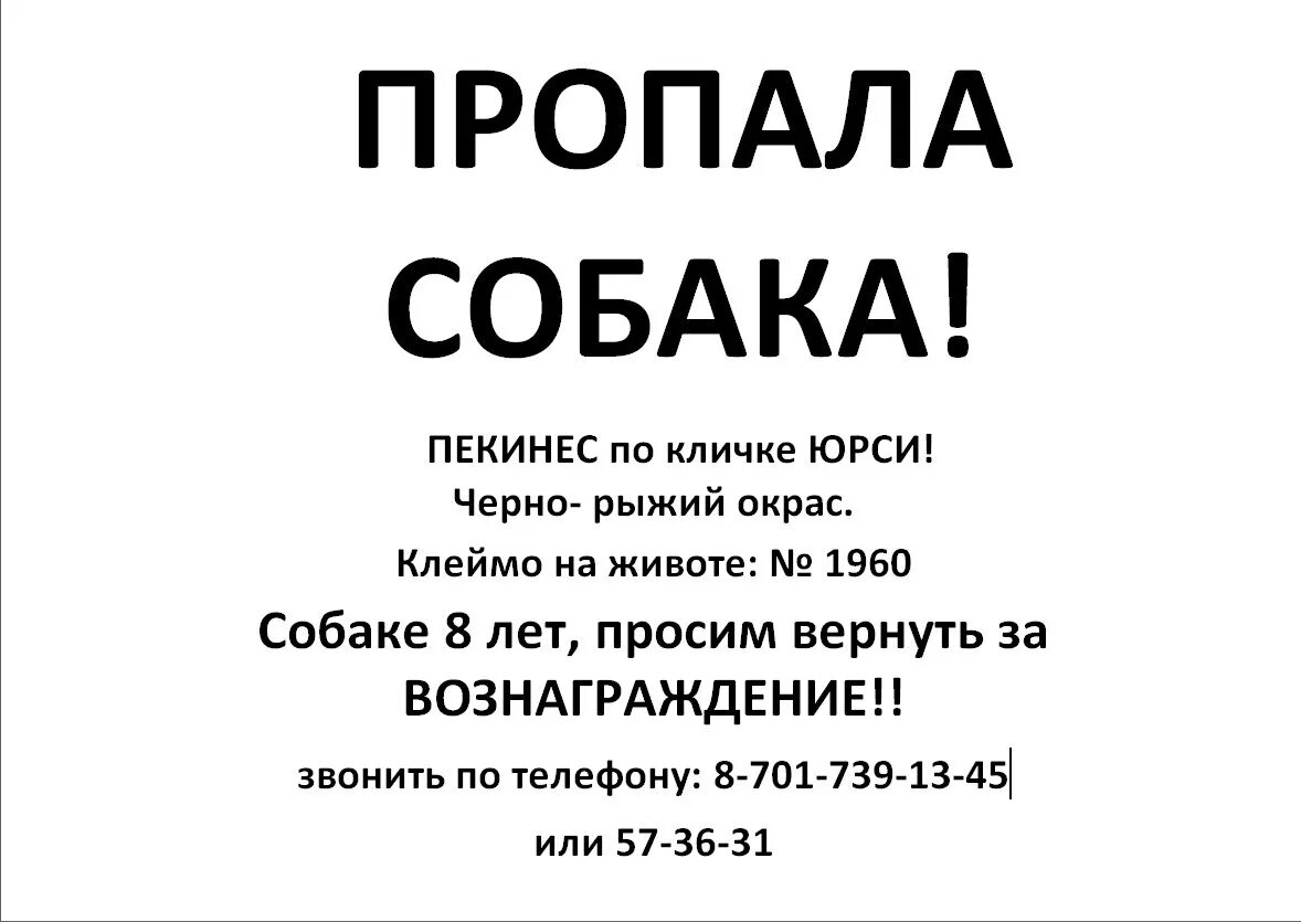 Привет пропажа песня. Пропала собака песня. Пропала собака текст. Текст песни пропала собака. Потерялась собака объявления.