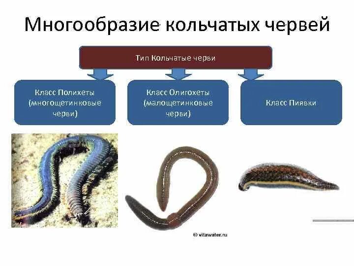 2 группы кольчатых червей. Тип кольчатые черви класс Малощетинковые. Строение типа кольчатых червей. Тип кольчатые черви многообразие. Тип кольчатые черви 7 класс.