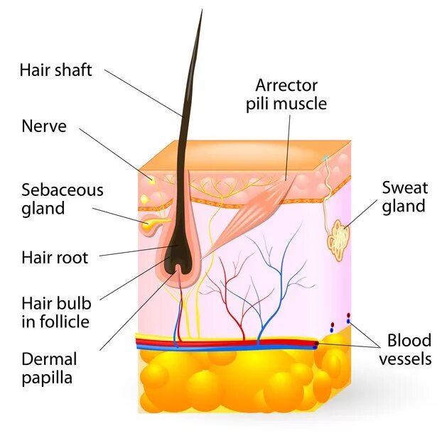 Строение волосяного фолликула схема. Строение волоса фолликул луковица. Строение волосяной луковицы. Волосяная луковица схема.