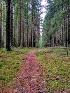 Токсово гагарина 22 лесничество