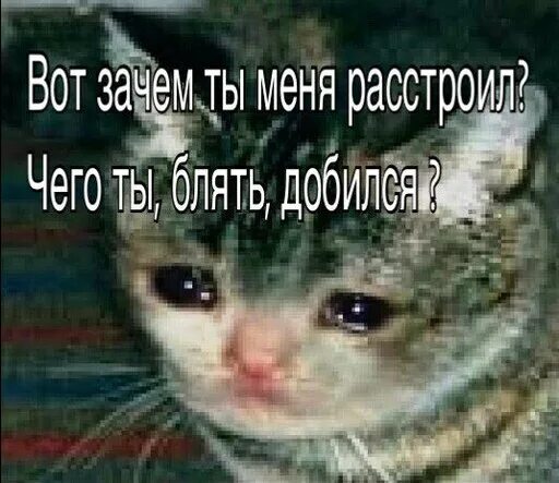 Создать комикс мем "жалобный котик, в мире грустит один котик, кот плачет фото" 