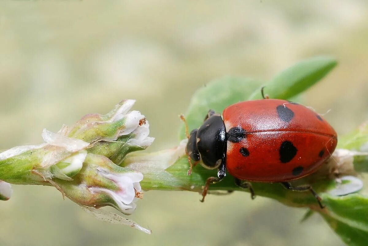 Коровка изменчивая Hippodamia variegata. Жук Божья коровка. Девятиточечная Божья коровка. Глазчатая Божья коровка. Божья коровка имеет