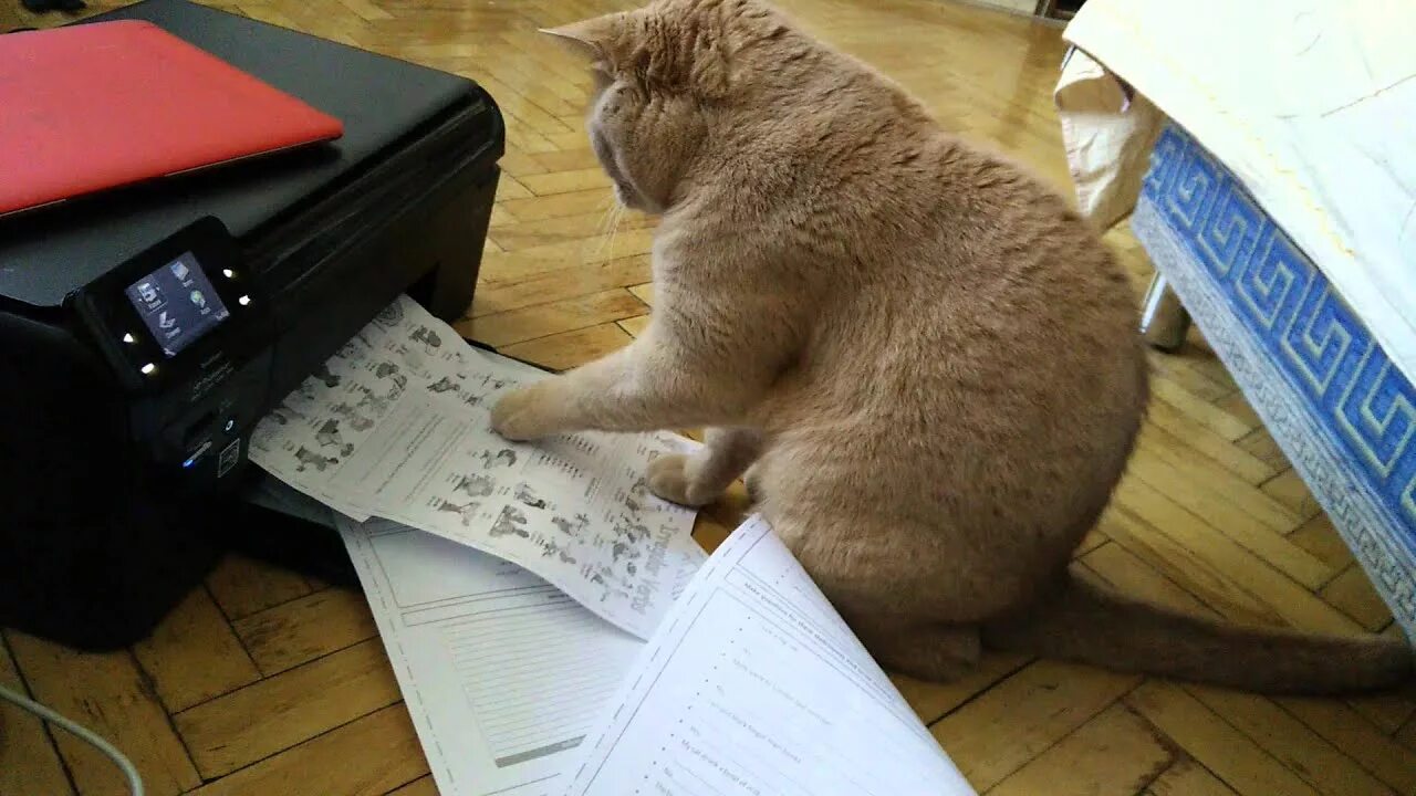 Котик принтер приложение. Кот и принтер. котик для принтера. котята на принтере. кота принтер принтер.