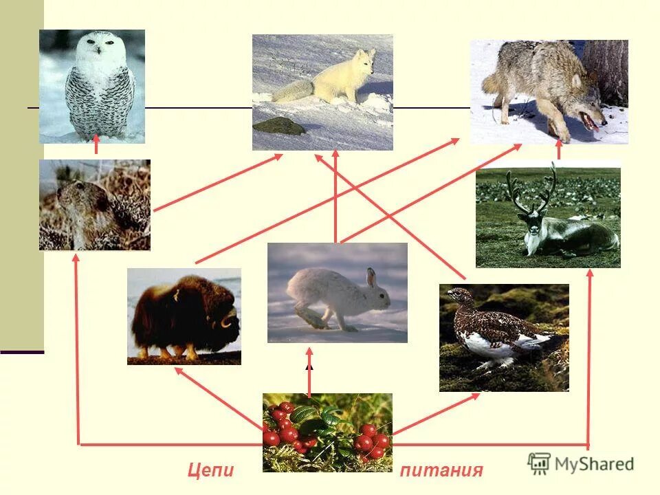 Цепи питания россии. Цепь питания в тундре 4 класс окружающий мир. Цепь питания песца в тундре.