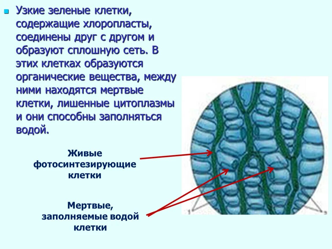 Водоносные клетки в листьях имеет. Мхи строение ткани. Внутреннее строение листа сфагнума. Клетки сфагнума рисунок. Водоносные клетки сфагнума.