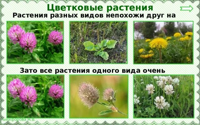 2 растения 1 вида примеры