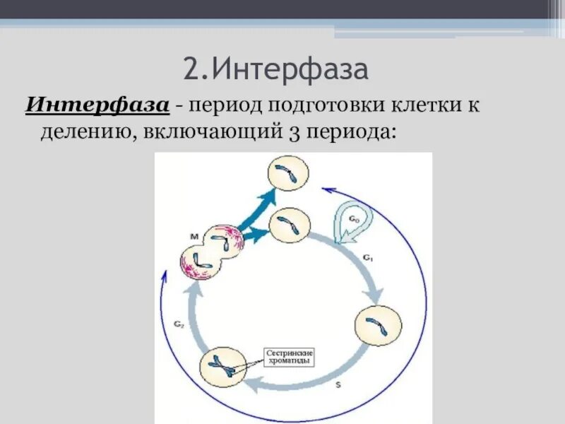 Процессы интерфазы клеточного цикла