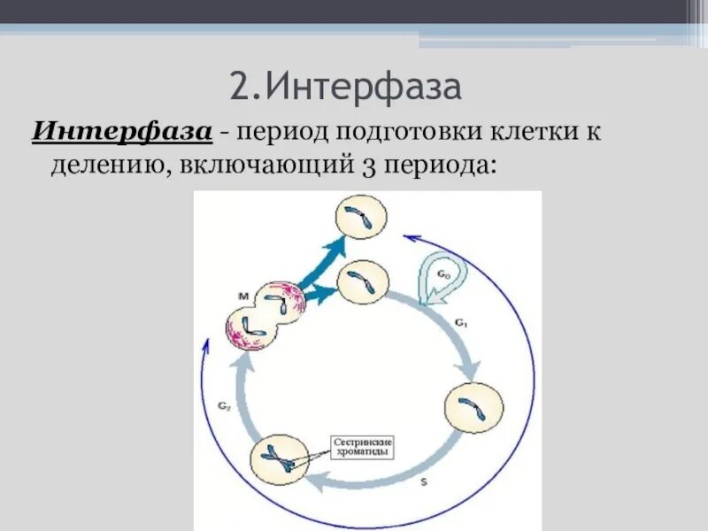 Клетка в период подготовки к делению-интерфазу. Интерфаза схема. Интерфаза рисунок. Подготовка клетки к делению. Фаза подготовки клетки к делению