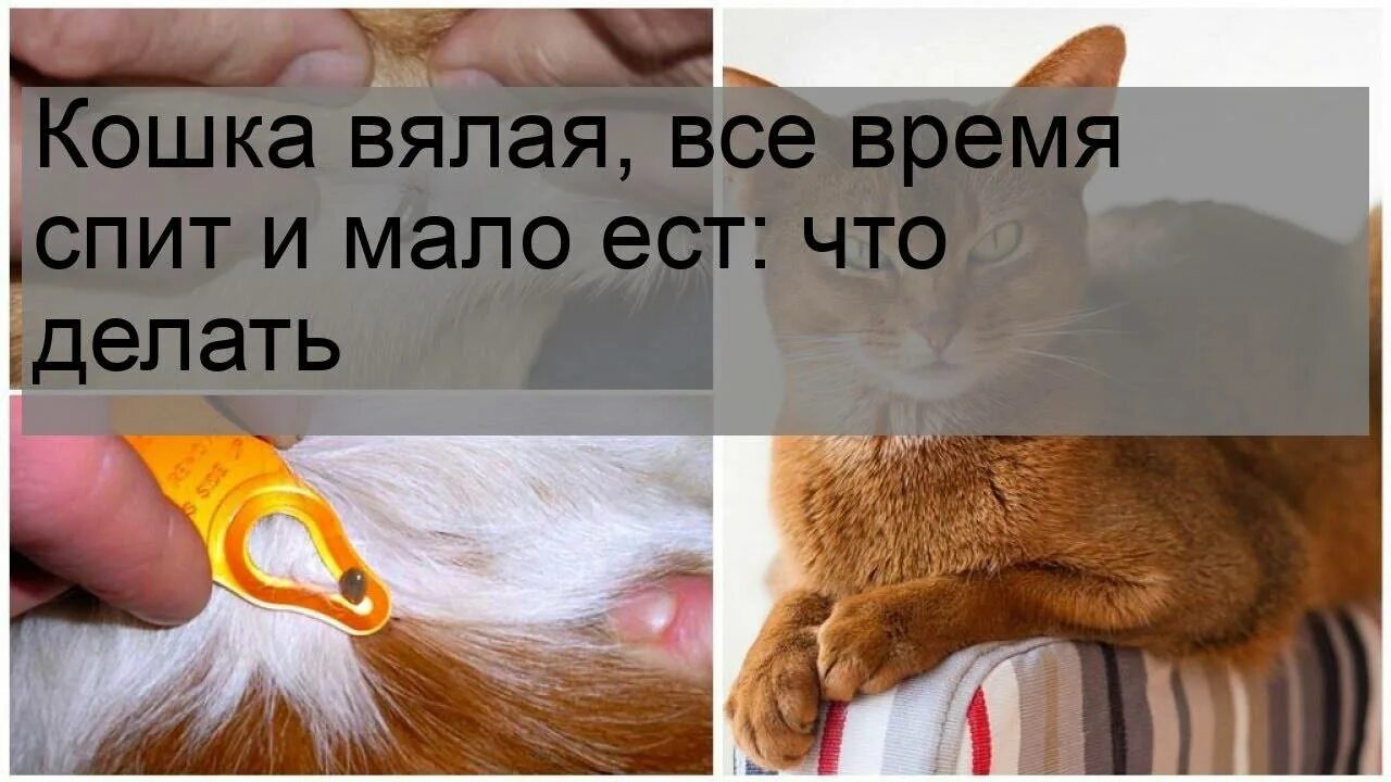 Почему кошка ничего не ест. Вялая кошка. почему кот не может есть. что делать если кот не ест. кот спит весь день и не ест.
