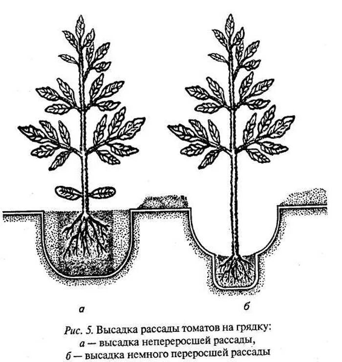 Посадка помидор на рассаду томатов. Высадка рассады помидор в открытый грунт. Посадка рассады помидор в теплицу. Сажаем томаты в открытый грунт рассадой. Схемы рассадки помидор рассады помидор.