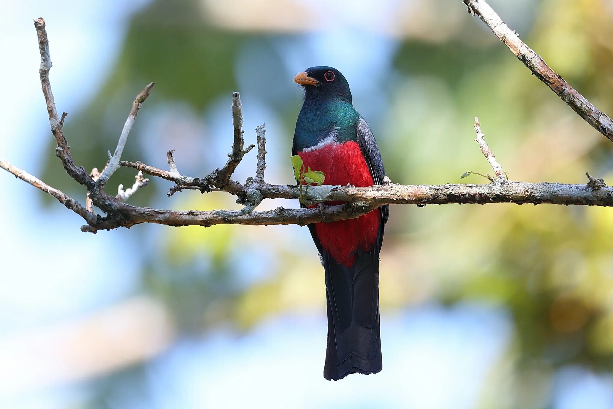 Пасомые. Path of exile дерево умений 3. Гусеница голубянки и муравьи. Ла пас улицы. Пастушья умка обыкновенная.