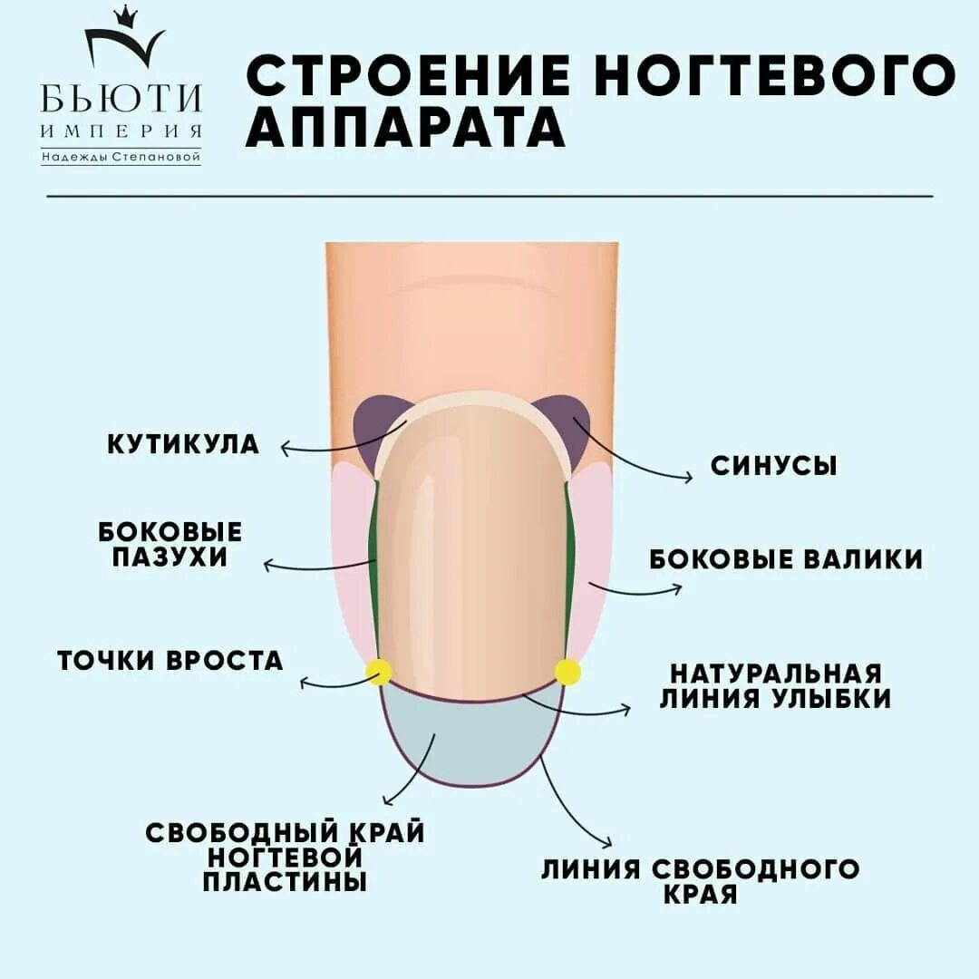 Онихобласты. Строение ногтя вид сбоку. Схематическое строение ногтя. Строение натурального ногтя ногтевая пластина. Строение ногтевой пластины схема.