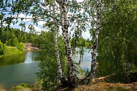 Береза ока