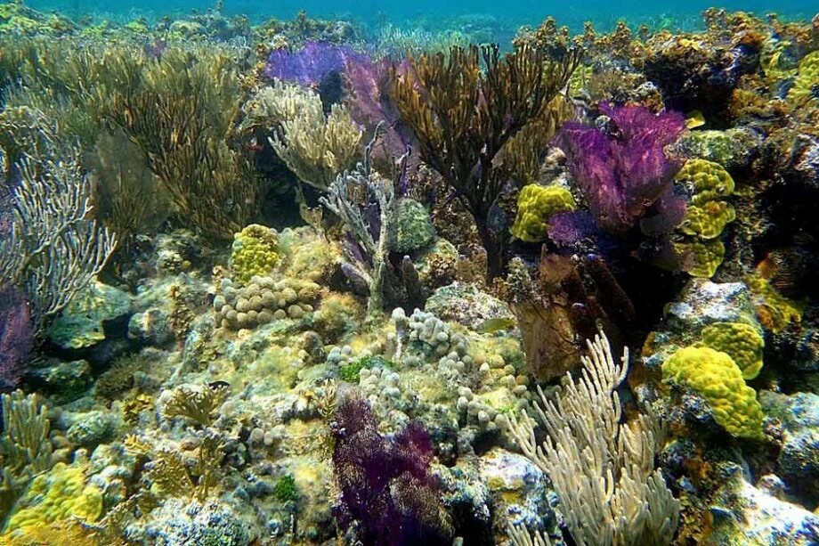 Коралловый риф протянувшийся вдоль восточной окраины материка. Белизский Барьерный риф Белиз. Природный парк риф Туббатаха. Мезоамериканский коралловый риф. Мезоамериканский Барьерный риф.