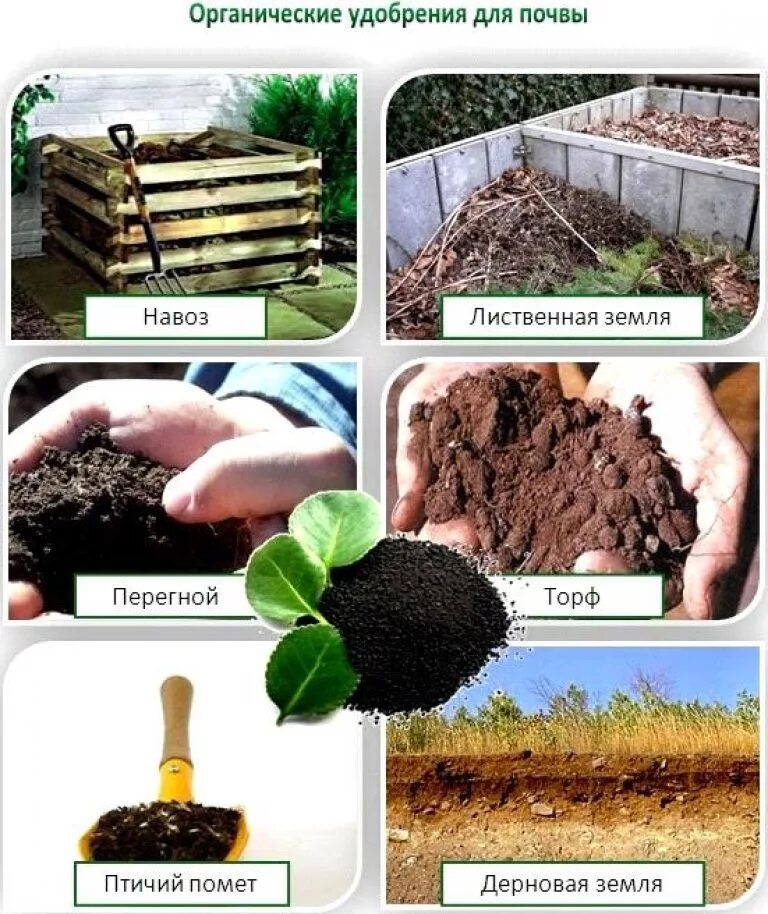 Примеры органических удобрений. Удобрение органическое. Виды органических удобрений. Органические удобрения для почвы. Вносить удобрения в почву.