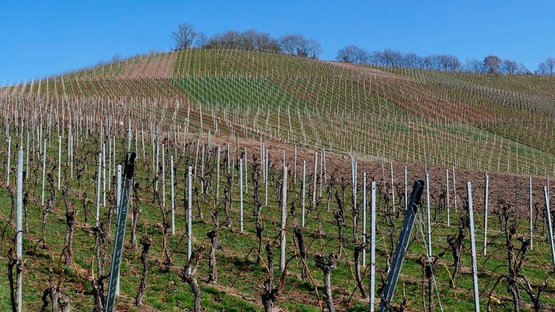 Бахчисарай виноградники. Тасмания виноградники. Сельское хозяйство севастополя. Гектар винограда. Виноградники абрау дюрсо.