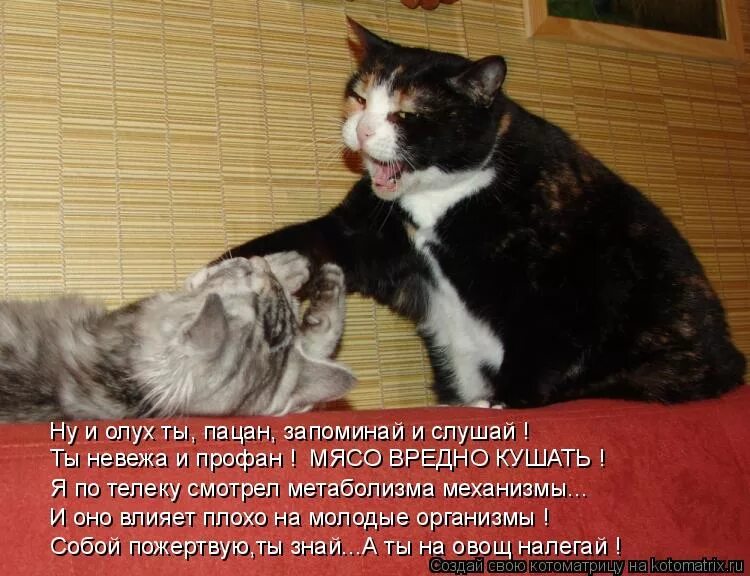 кот и книга стихи. мой кот был полным невежей. невежа невежда паронимы. невежа словосочетание. мой кот был полным невежей.