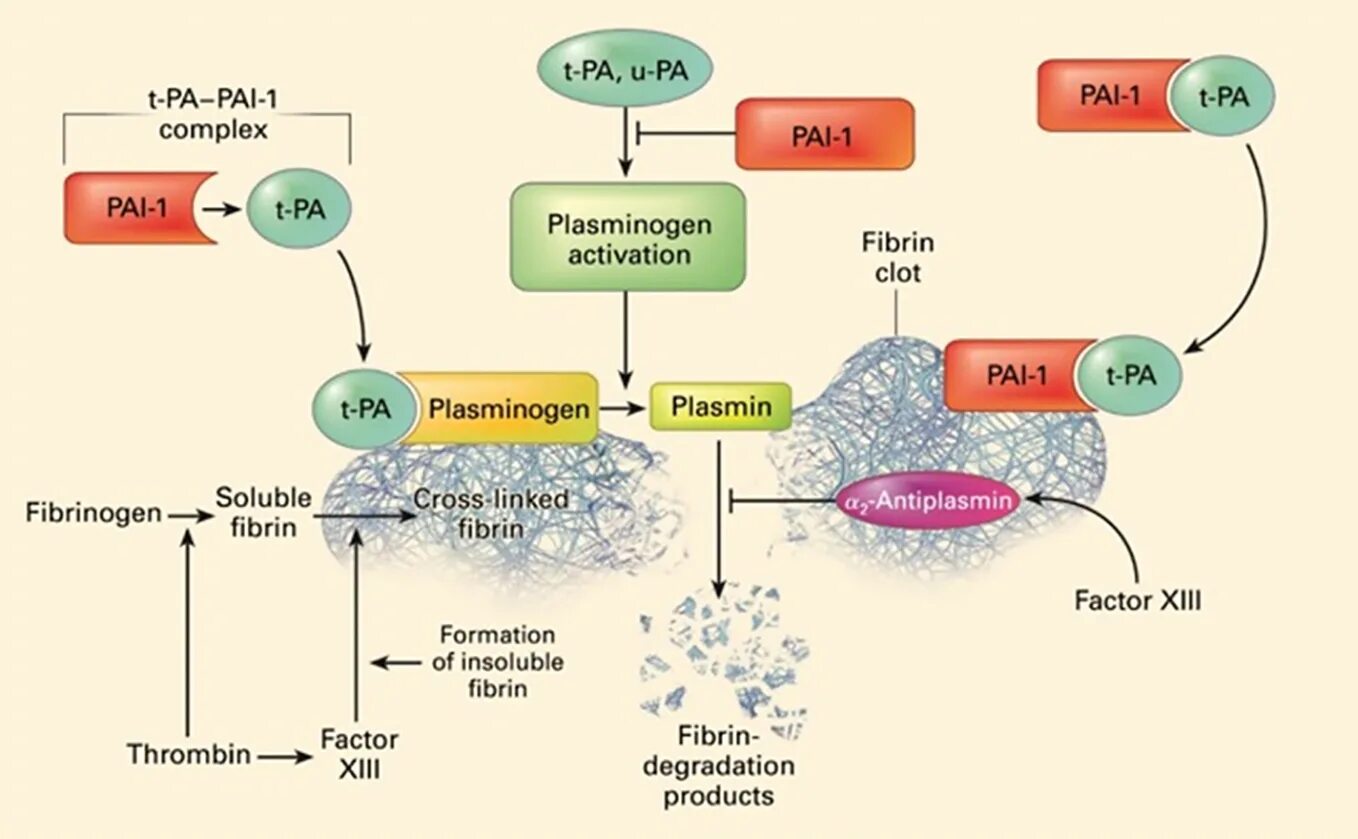 Pai me. Pai-1 ингибитор активации плазминогена 1. Ингибитор активатора плазминогена-1. Структура функции и место выработки плазминогена биохимия. Плазминоген в плазмин.