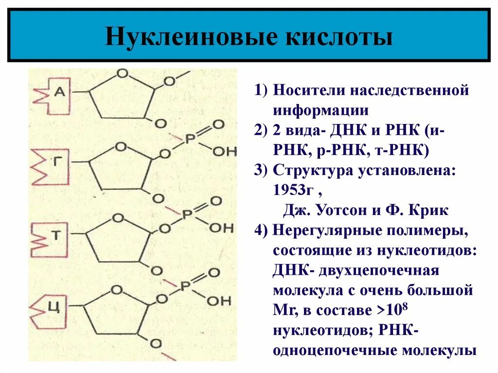 Углеводы днк и рнк. Нуклеиновые кислоты. Нуклеиновые кислоты строение нуклеотида. Строение нуклеиновых кислот. Соединение нуклеиновых кислот.