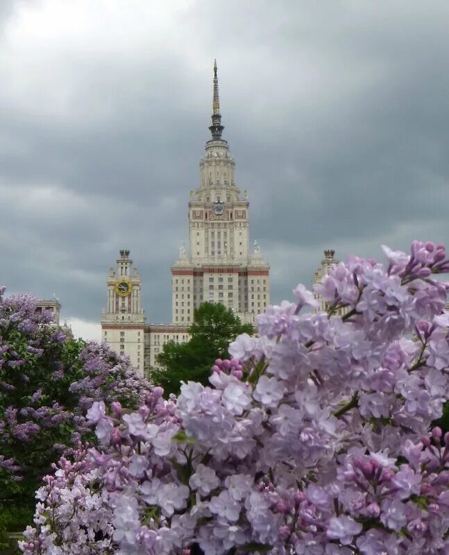 Мгу весной. Сад сирени в Москве МГУ. Сирень в Ботанический сад МГУ на Воробьевых горах. Ботсад МГУ сиреневый сад. Москва цветение МГУ.