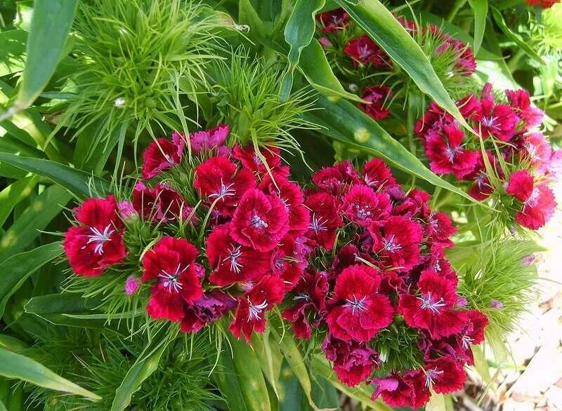 Гвоздика турецкая (dianthus barbatus). Когда зацветает турецкая гвоздика. Диантус, гвоздика (турецкая). Гвоздика бородатая - dianthus barbatus. Когда зацветает турецкая гвоздика.