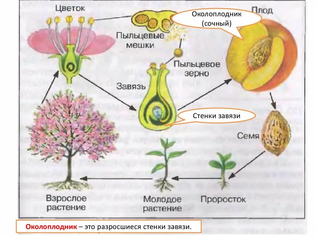 строение и функции органических веществ клетки. ментальная карта по биологии регуляция процессов жизнедеятельности 8. таблица по биологии 5 класс химический состав клетки. схема вегетативных органов покрытосеменных растений. царство грибы систематика схема.