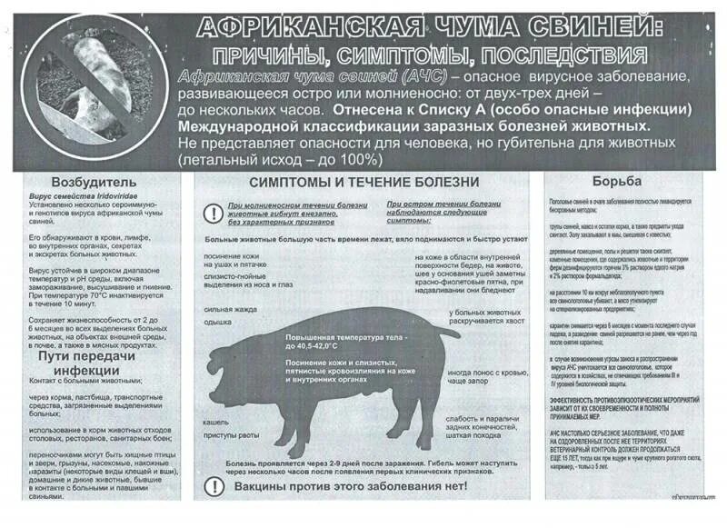 Классическая чума свиней эпизоотология. Памятка по АЧС животных. Профилактики вируса африканской чумы свиней. Приказ свиньи