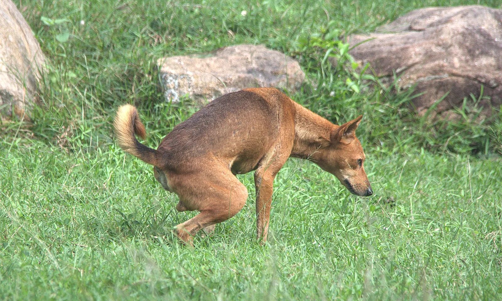 Dog piss. Собака метит. Самка собаки. Кобель метит. Собака метит территорию.