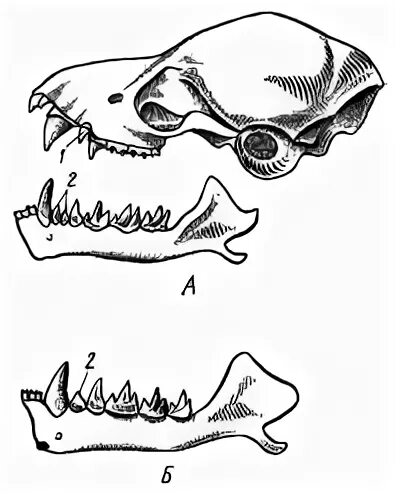 Череп насекомоядных зубная формула. Череп рукокрылых зубная формула. Отряд рукокрылые зубная формула. Челюсть отряда Насекомоядные. Зубная формула насекомоядных