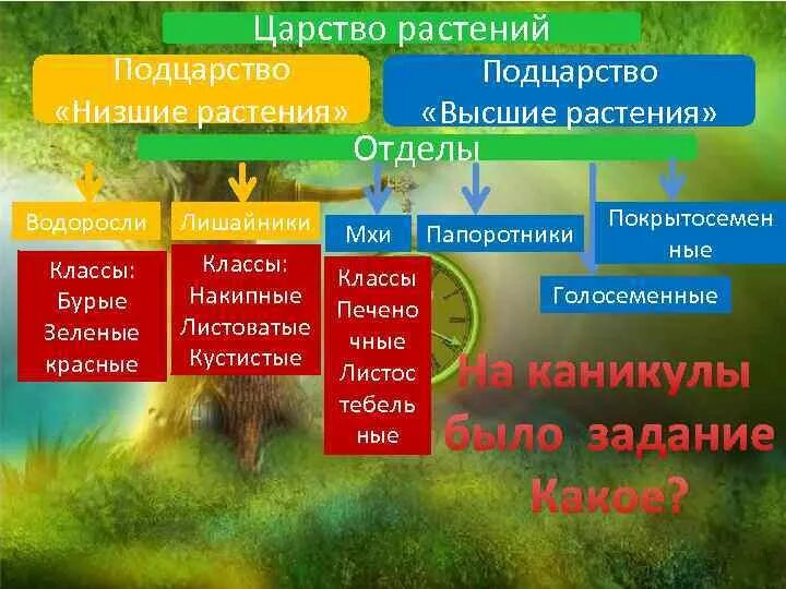 Отделы царства растений низшие высшие. Царство растений. Царство растений Подцарство. Царство растений Подцарство высшие.