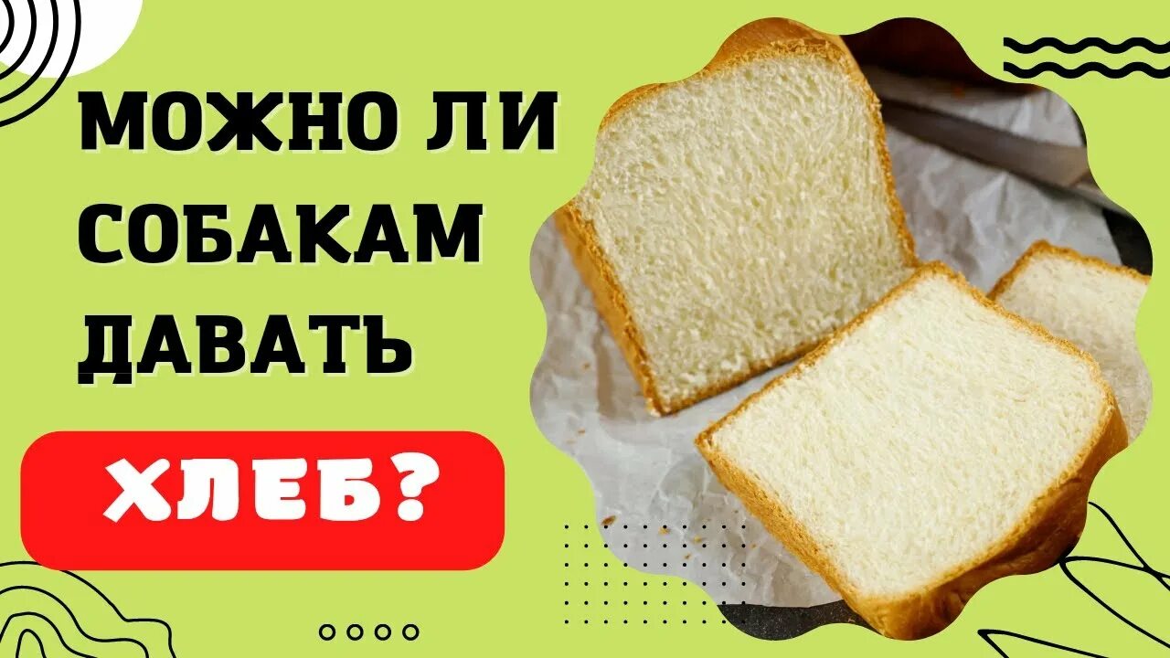 Одесский белый хлеб. Давать хлеб. Полезный хлеб в магазине. Дайте хлебушка. Можно ли собаке давать хлеб