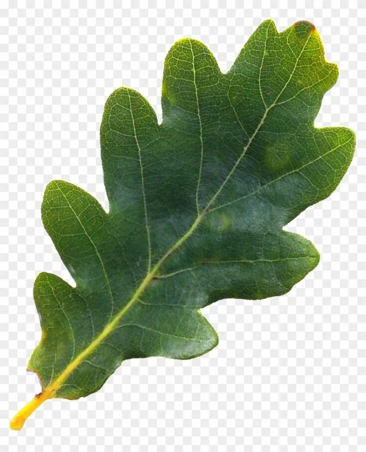 Acorn Leaf Png - Oak Tree Leaves Png, Transparent Png Leaves, Acorn leaf, Leaf p