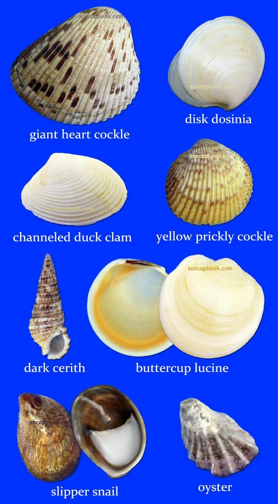 Моллюски черного моря определитель. Морские раковины названия. Ракушки морские. Формы ракушек.
